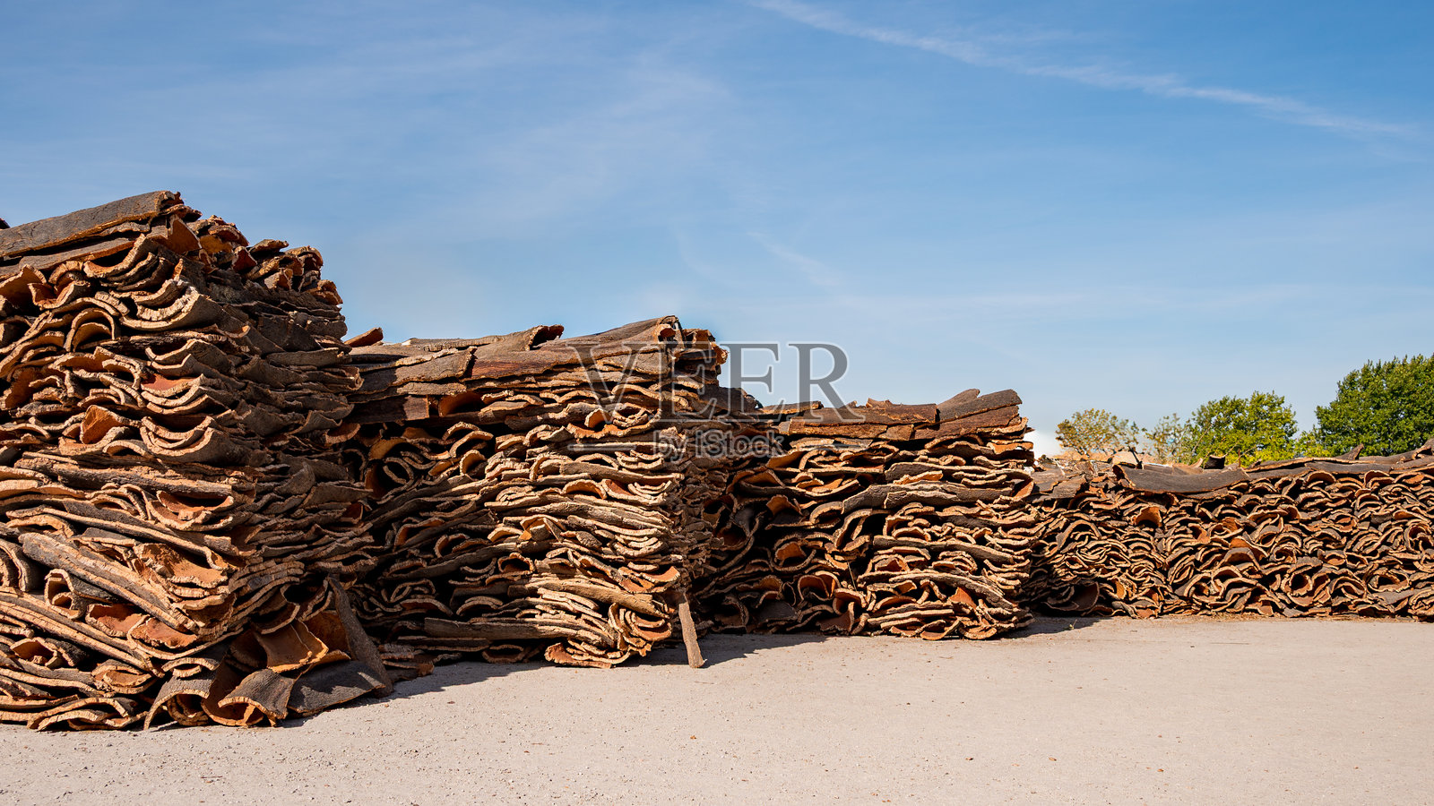 从软木橡树上采摘的软木照片摄影图片