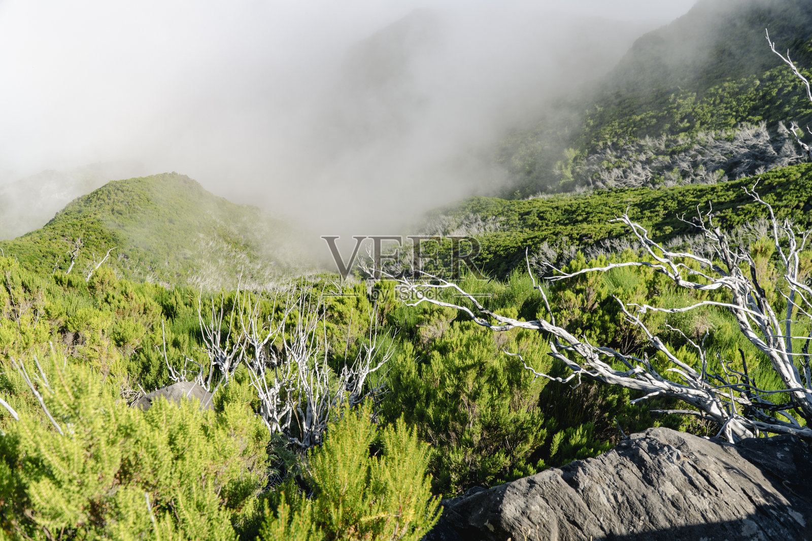 马德拉岛皮科鲁伊沃的烧焦树木——山地景观中的野火破坏照片摄影图片