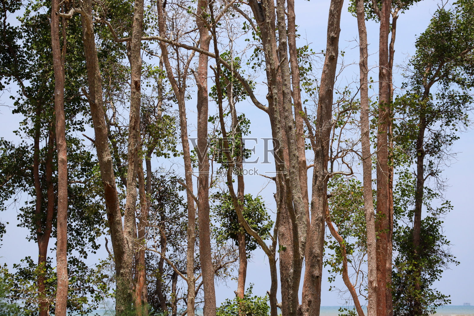 高大的树木并排伫立在海边，天空湛蓝清澈。照片摄影图片