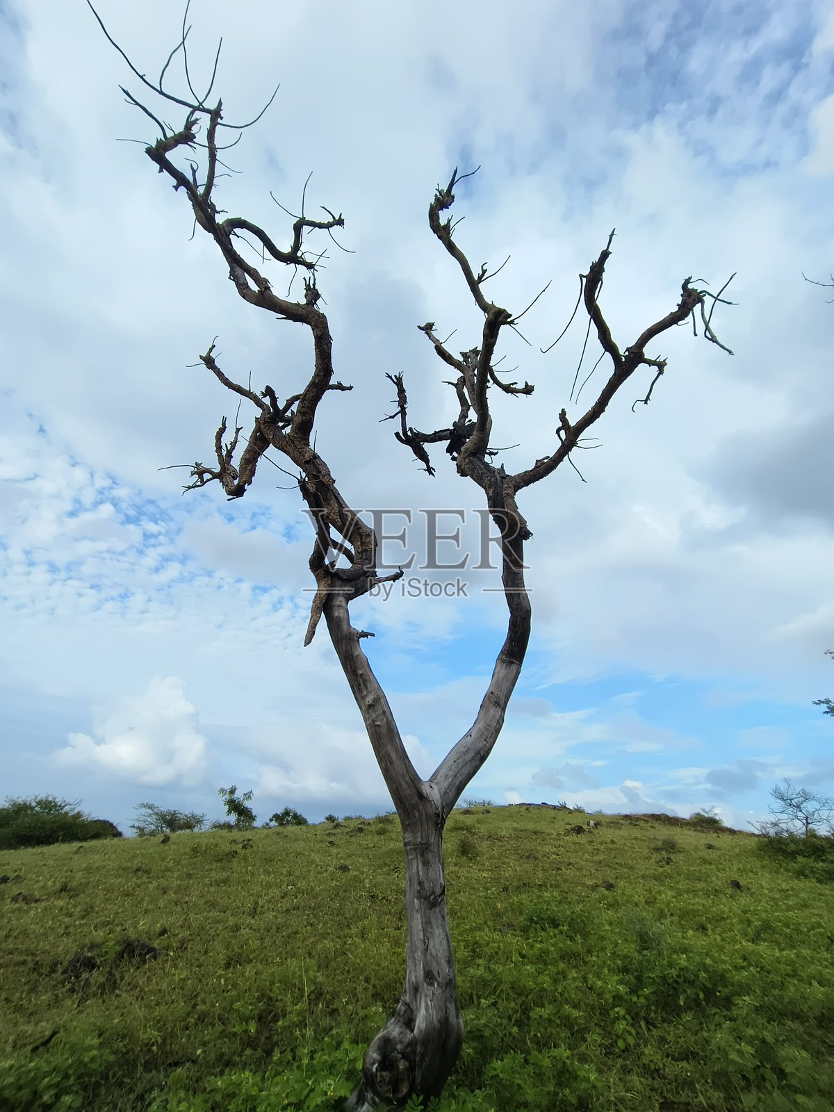 印度乳香风景照片摄影图片