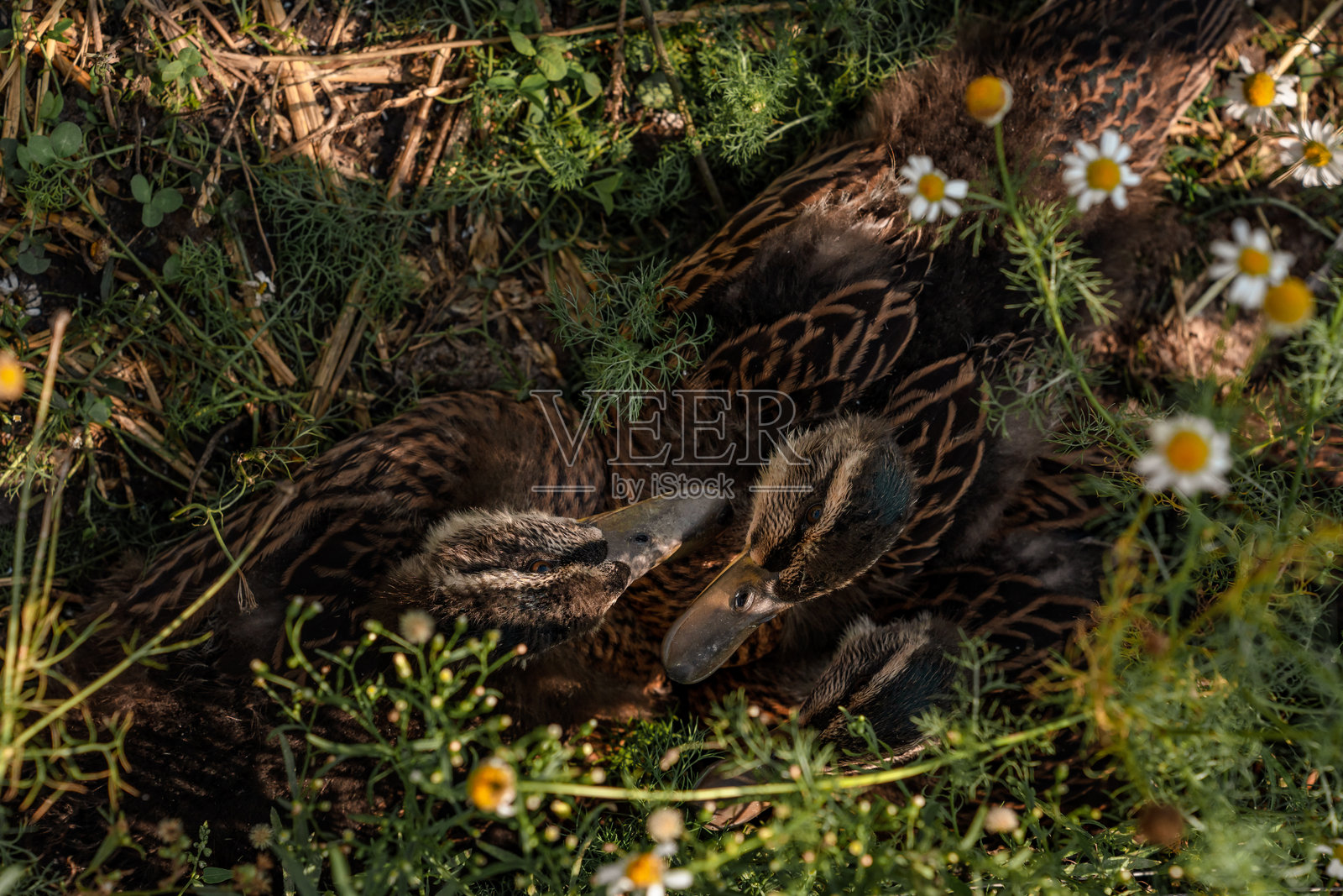 夏日里，小鸭子们和成年鸭子一起在水盆里嬉戏，俯视角度照片摄影图片