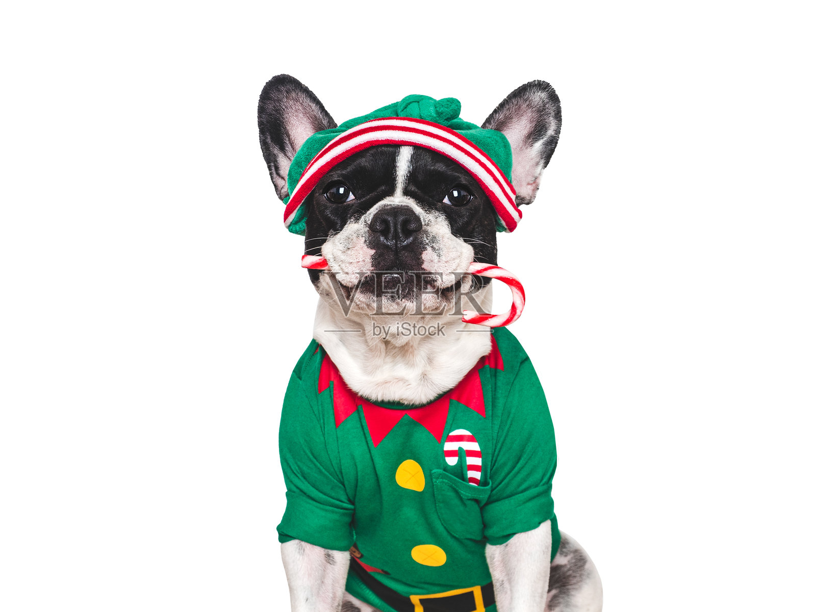 可爱的狗狗和圣诞精灵服装。棚拍。照片摄影图片