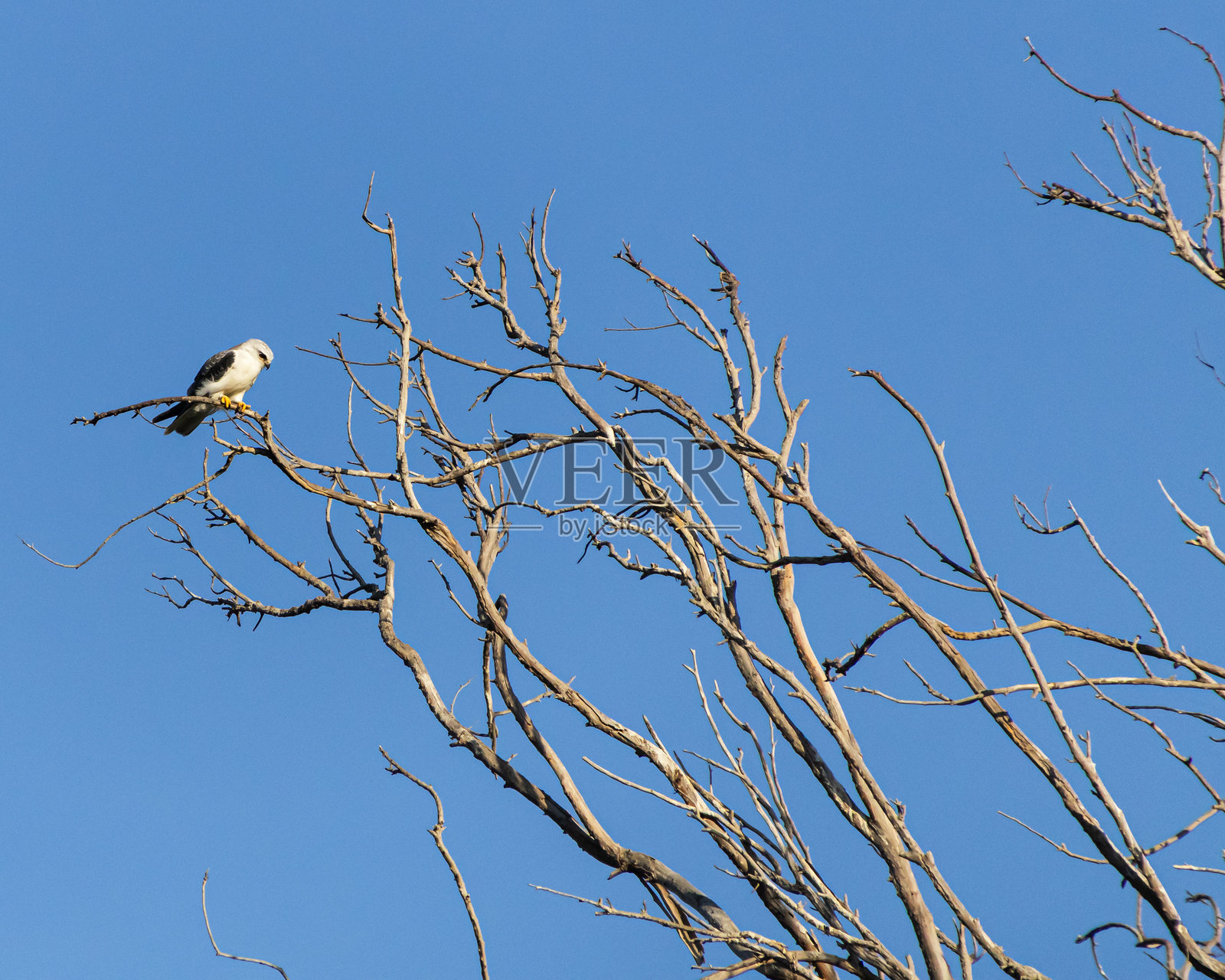 黑翅鸢栖息在树上照片摄影图片