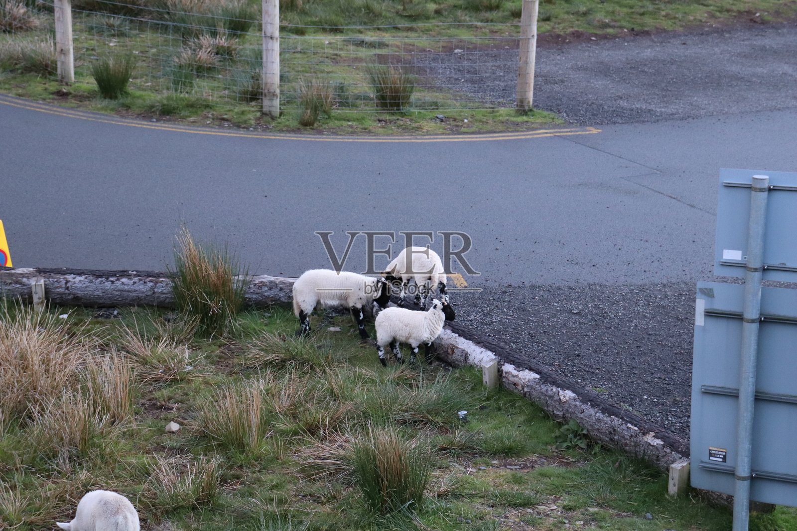 苏格兰羊照片摄影图片