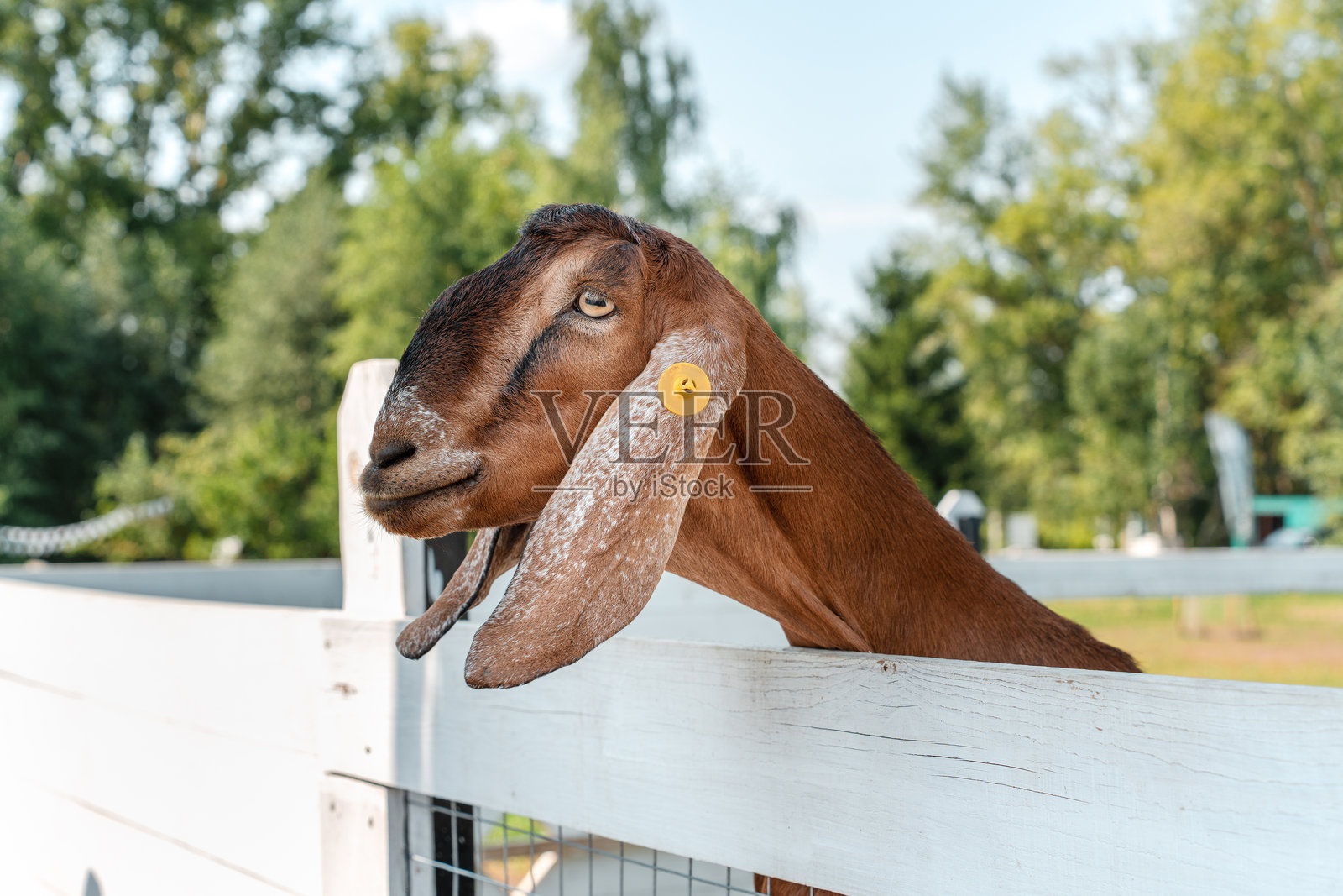 夏日农场里，白色的木质围栏中的山羊和小羊照片摄影图片