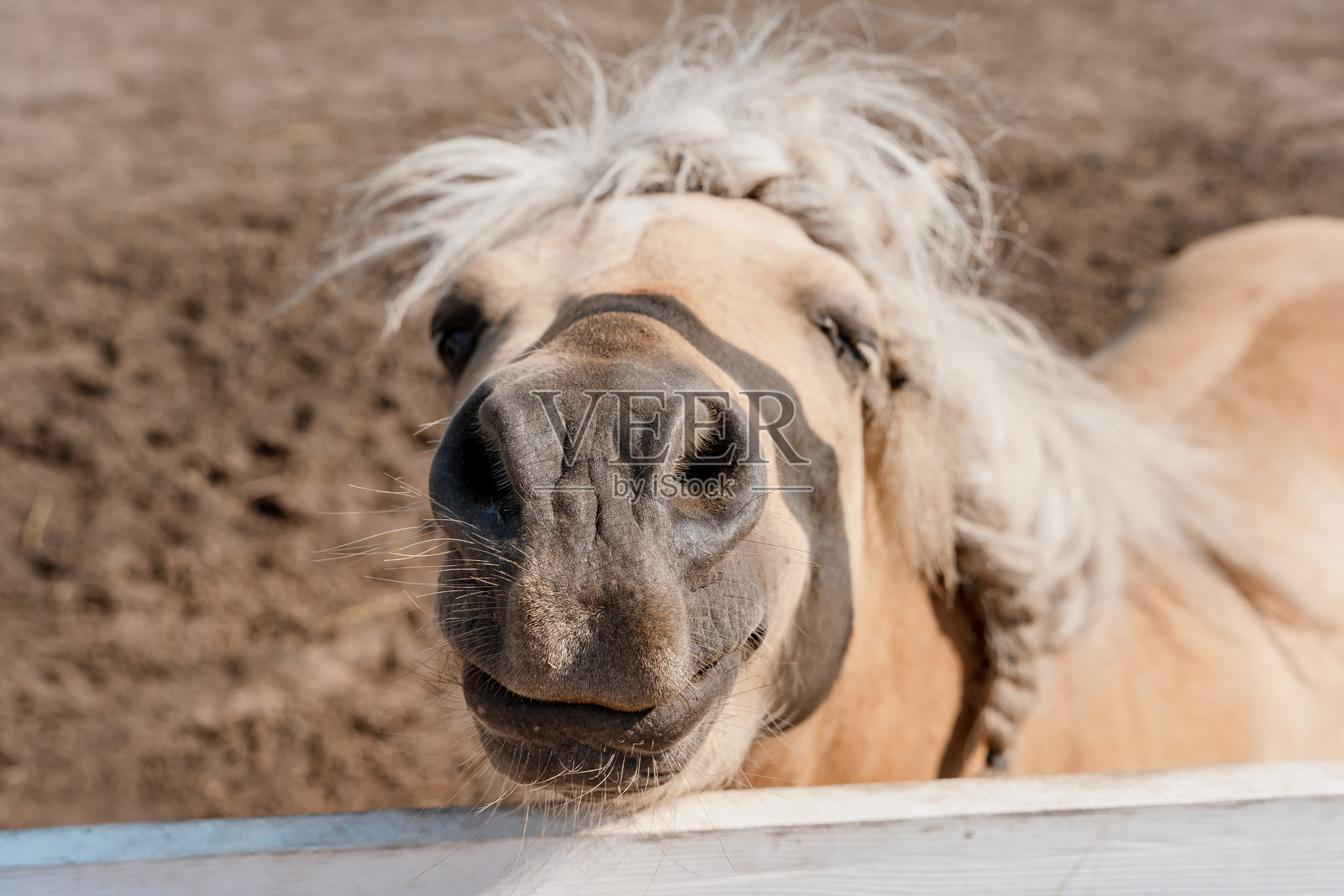 迷你马在围场里行走照片摄影图片