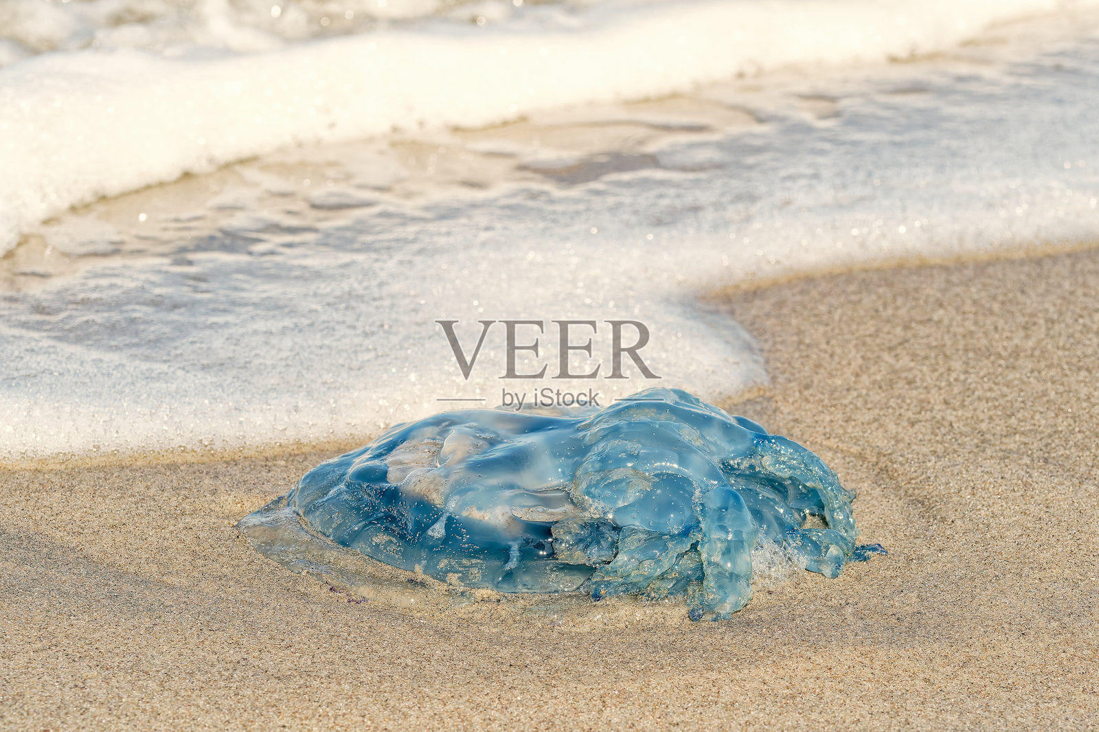 一只脆弱的水母，宛如一朵玻璃花，静静地栖息在水边。照片摄影图片