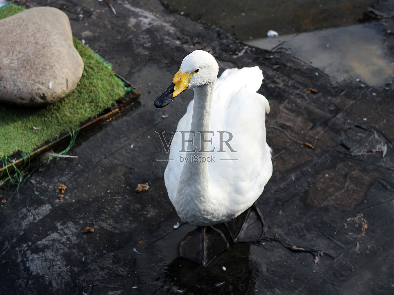 近距离拍摄的优美白天鹅。照片摄影图片