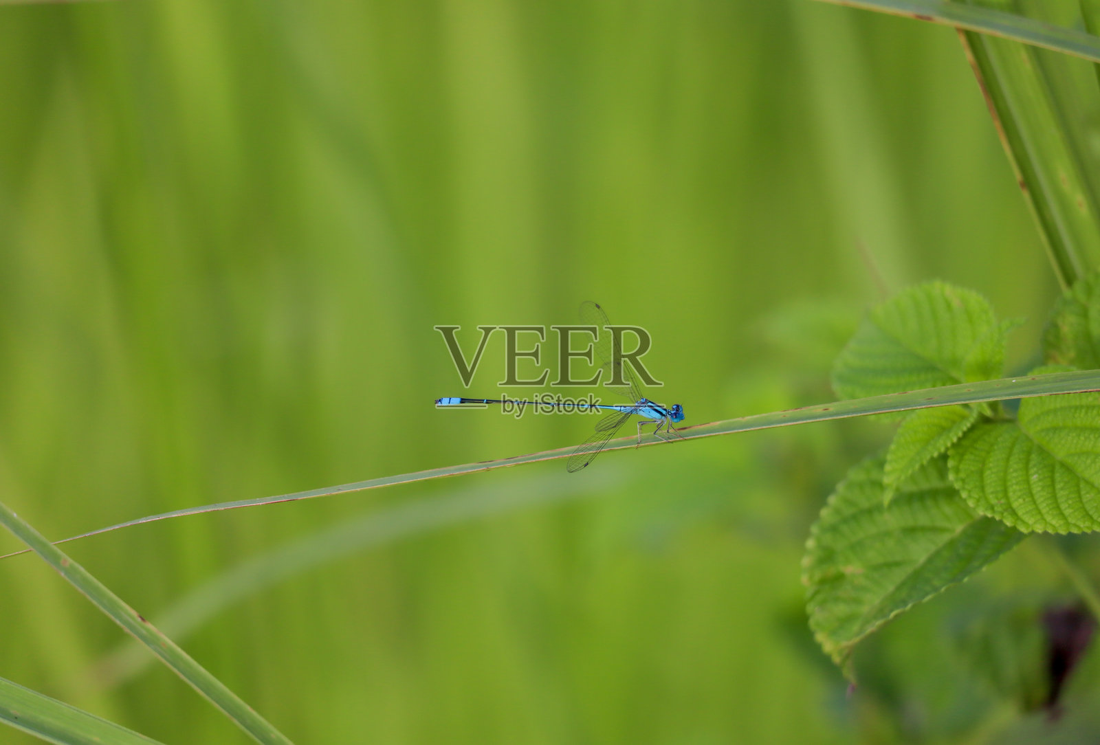 蓝色的蜻蜓在户外的绿草叶上休息照片摄影图片