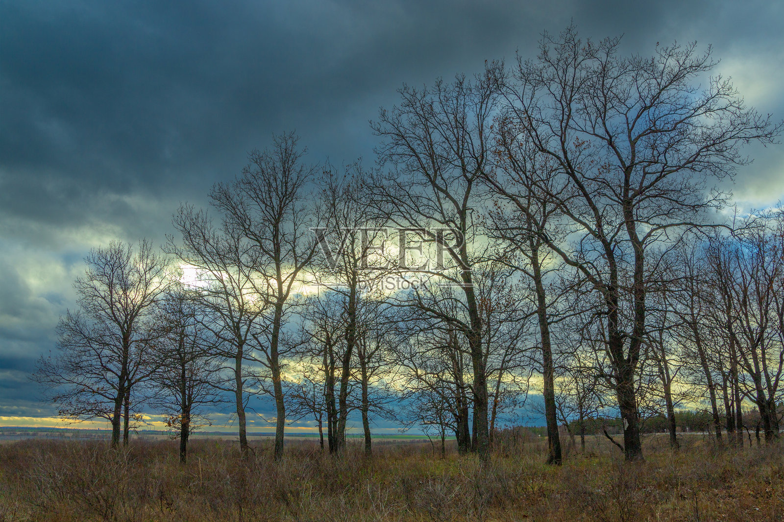阴天田野里的树木照片摄影图片