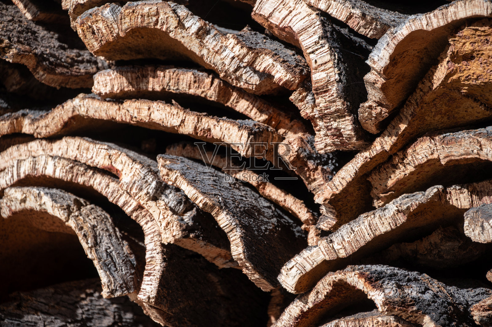 软木采自软木橡树照片摄影图片