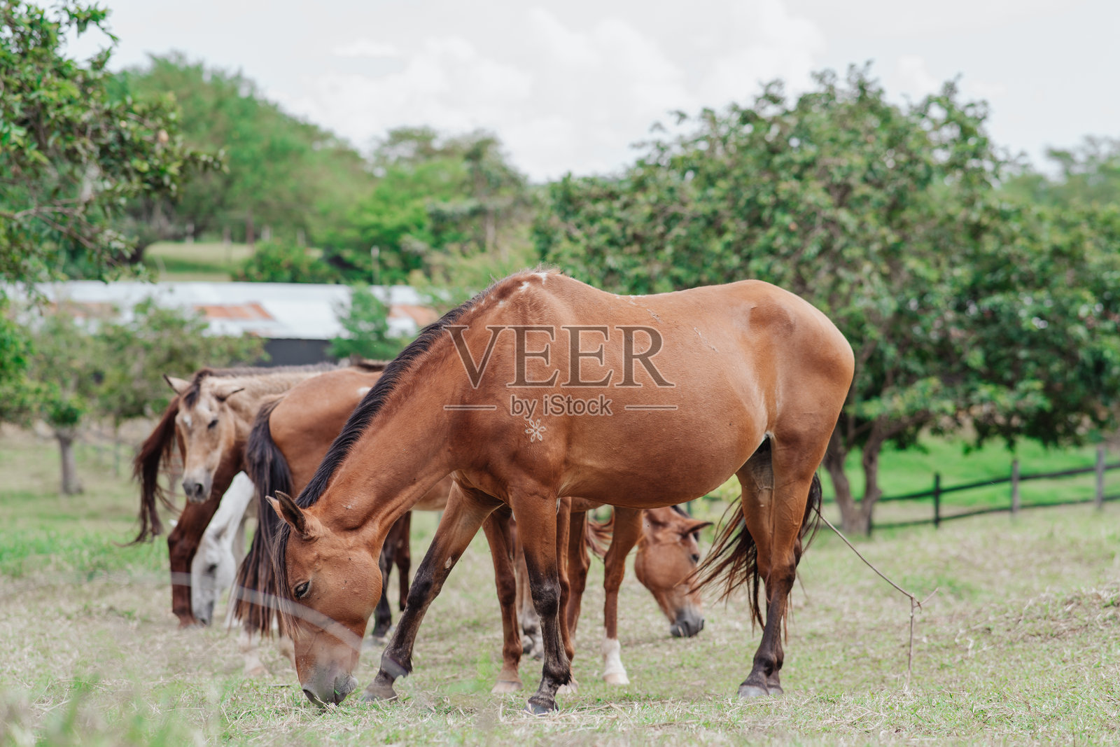 马厩里的自由马匹照片摄影图片