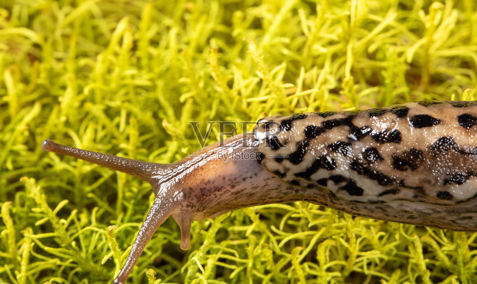 绿色苔藓背景下的危险花园害虫照片摄影图片
