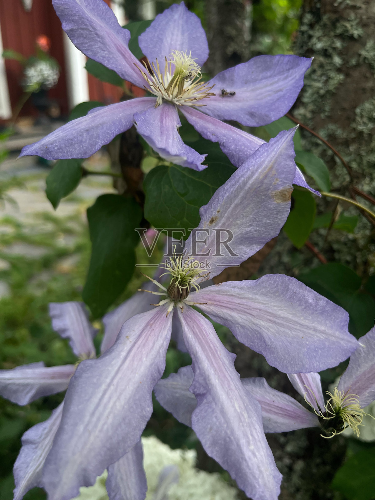 自然 树木 植物照片摄影图片