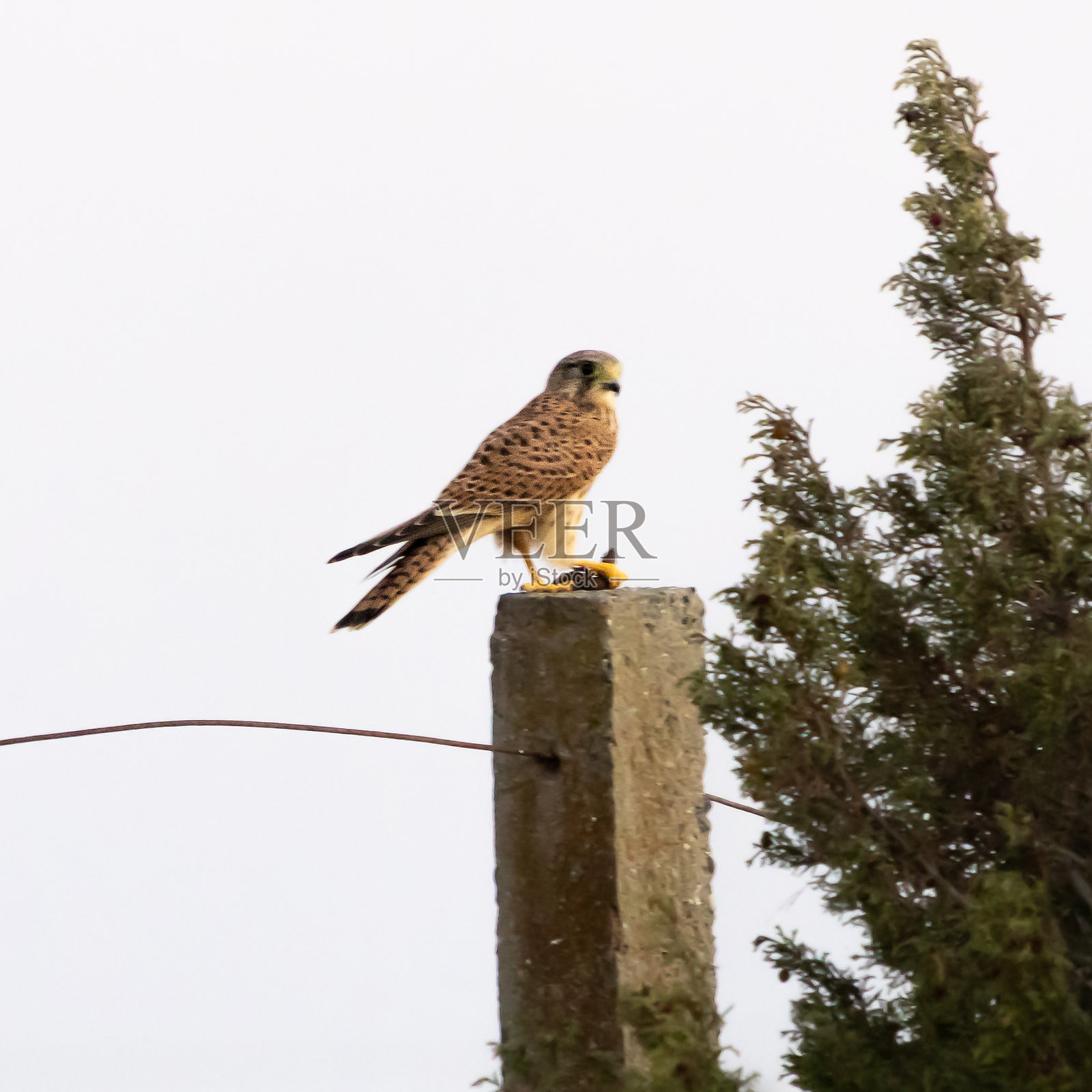 红隼在享用晚餐照片摄影图片