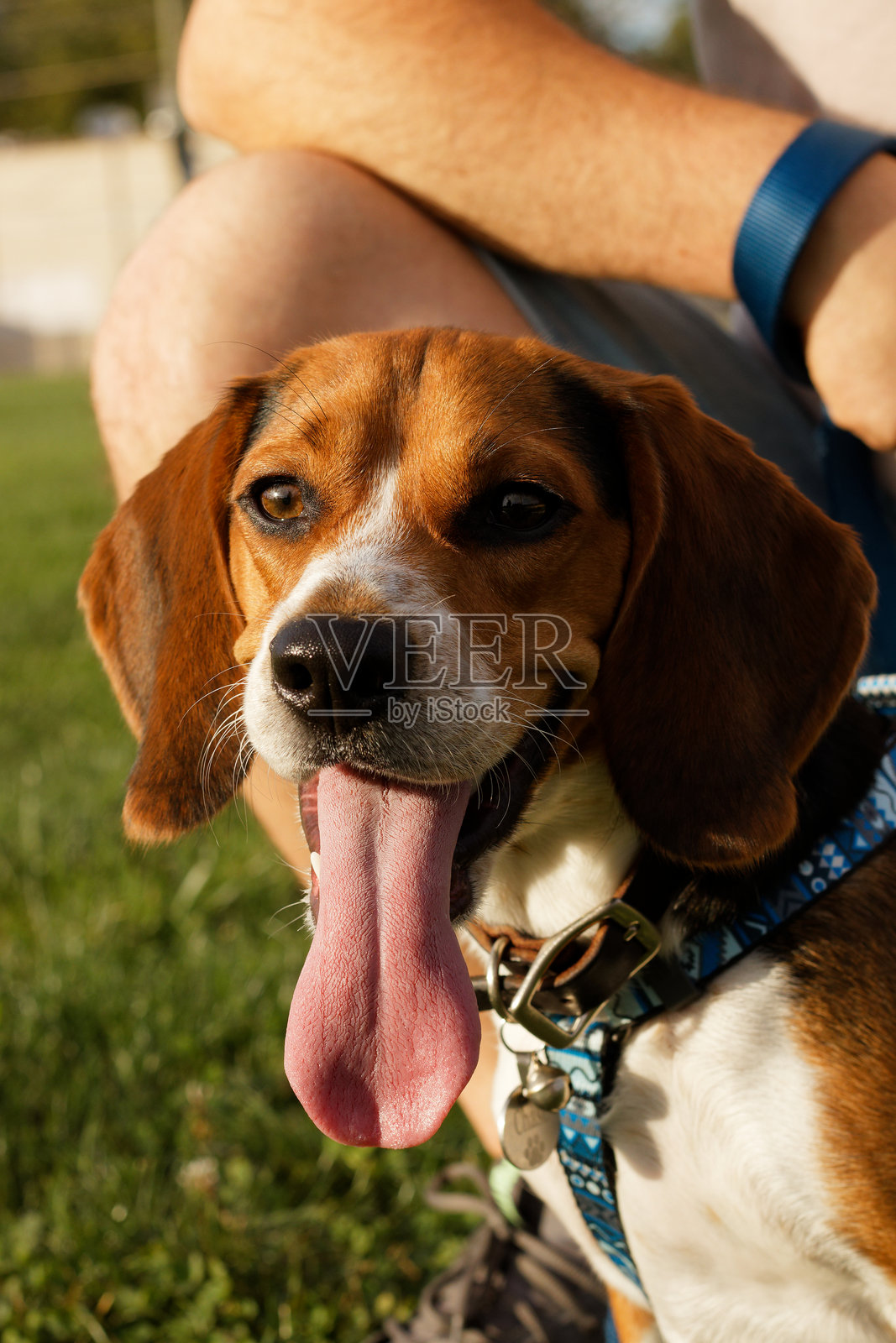 一只快乐的米格鲁犬在户外喘气，旁边是它的主人照片摄影图片