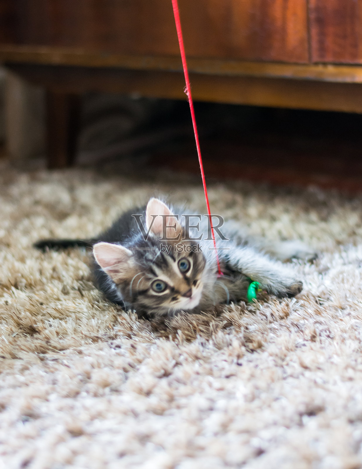 小猫在玩玩具。一只可爱的小猫躺着玩玩具。照片摄影图片