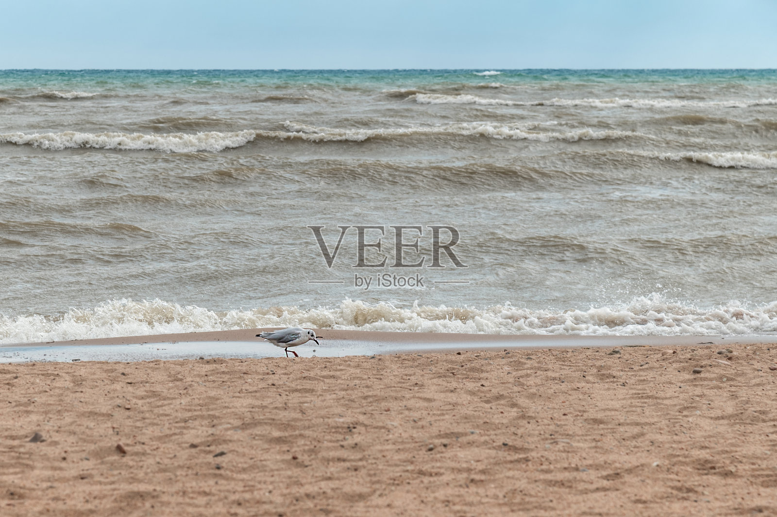 吉尔吉斯斯坦伊塞克湖上，一只海鸥站在沙滩上，背景是风暴巨浪。照片摄影图片