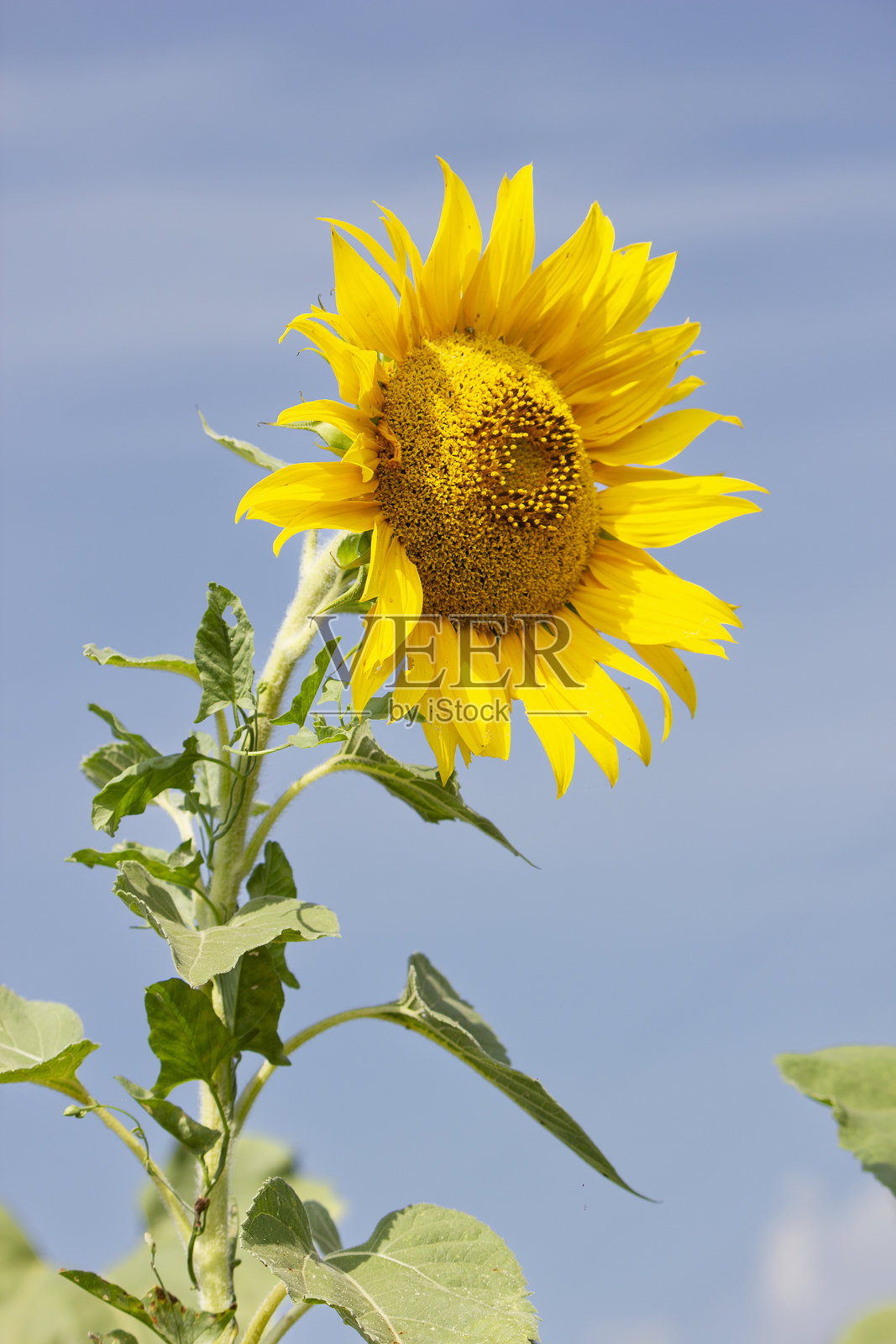 黄色的向日葵衬托着蓝天照片摄影图片
