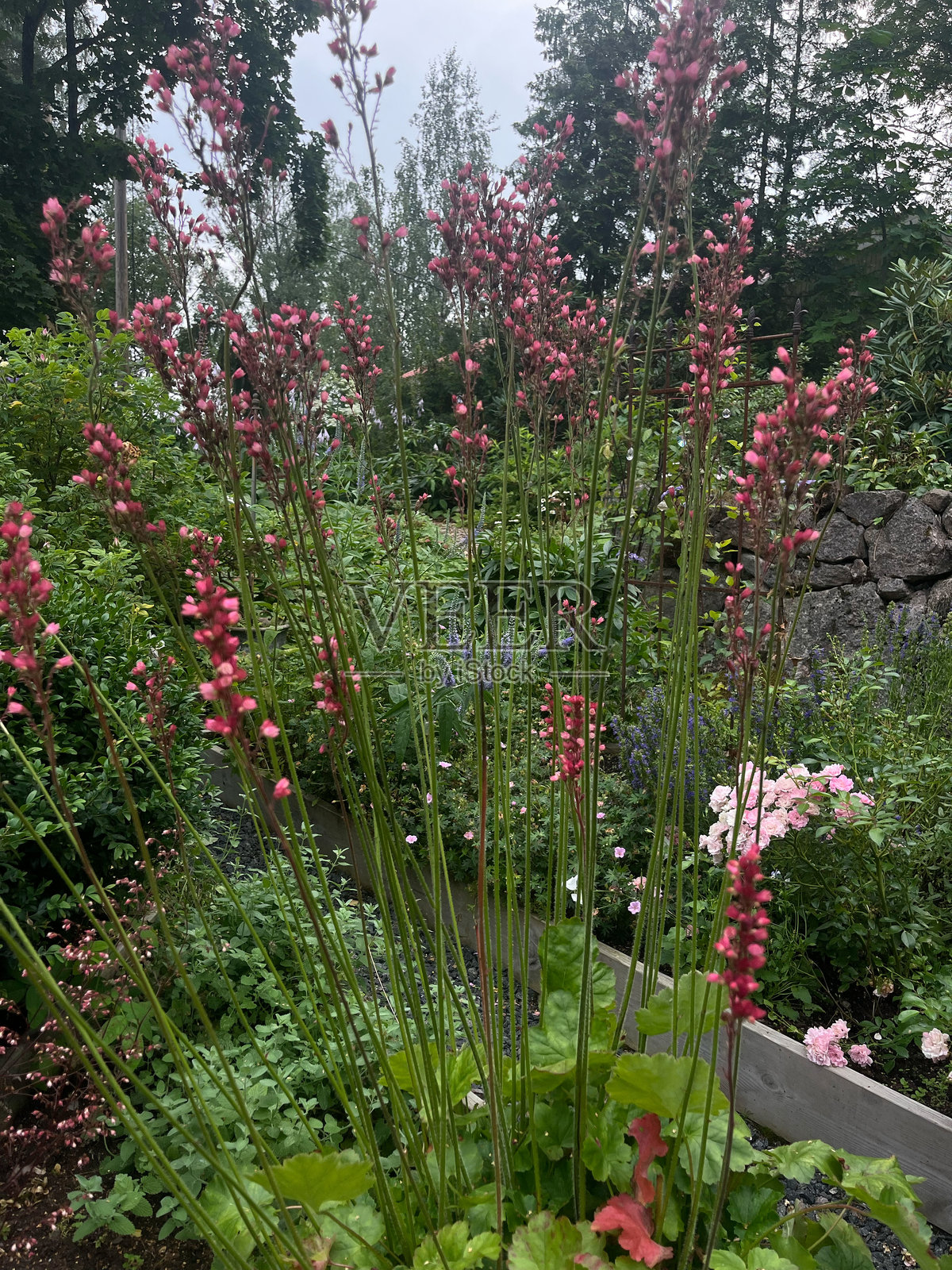 自然 树木 植物照片摄影图片