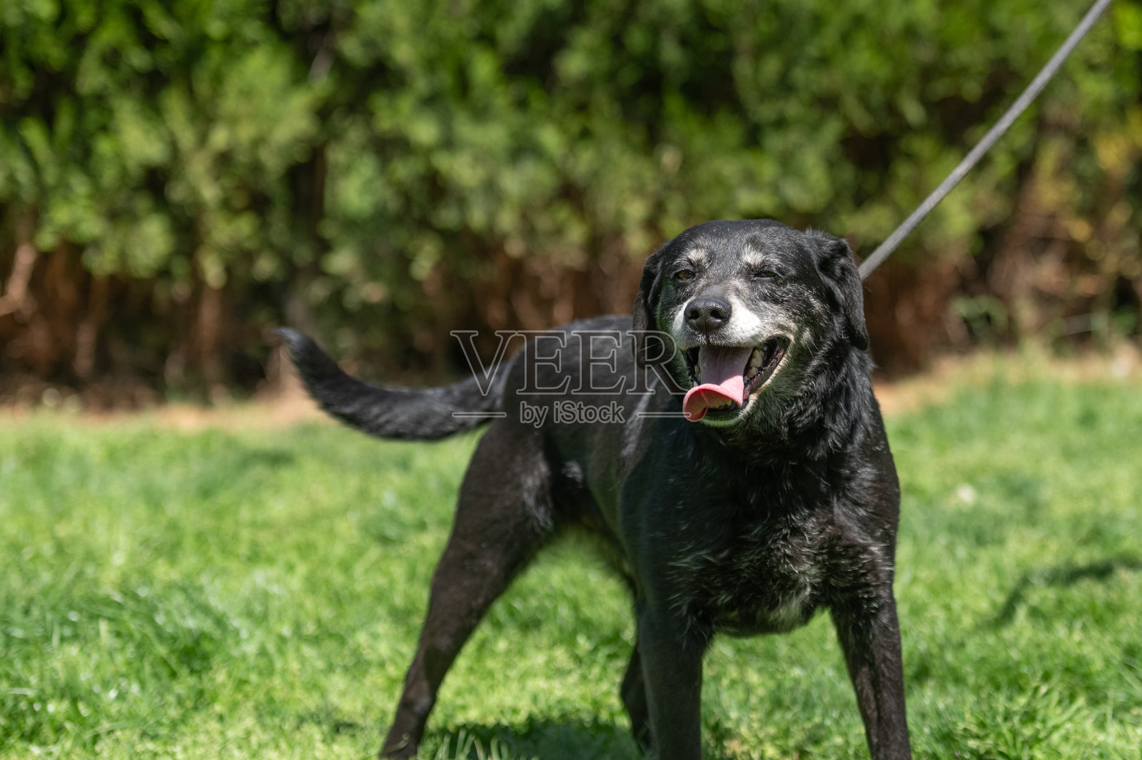 一只被领养的年轻黑狗，系着牵引绳，在寄养家庭的草坪上。照片摄影图片