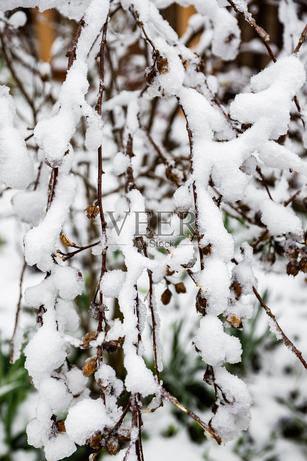 雪中的树枝。寒冷冬日里雪覆盖的树枝的细节视图。照片摄影图片