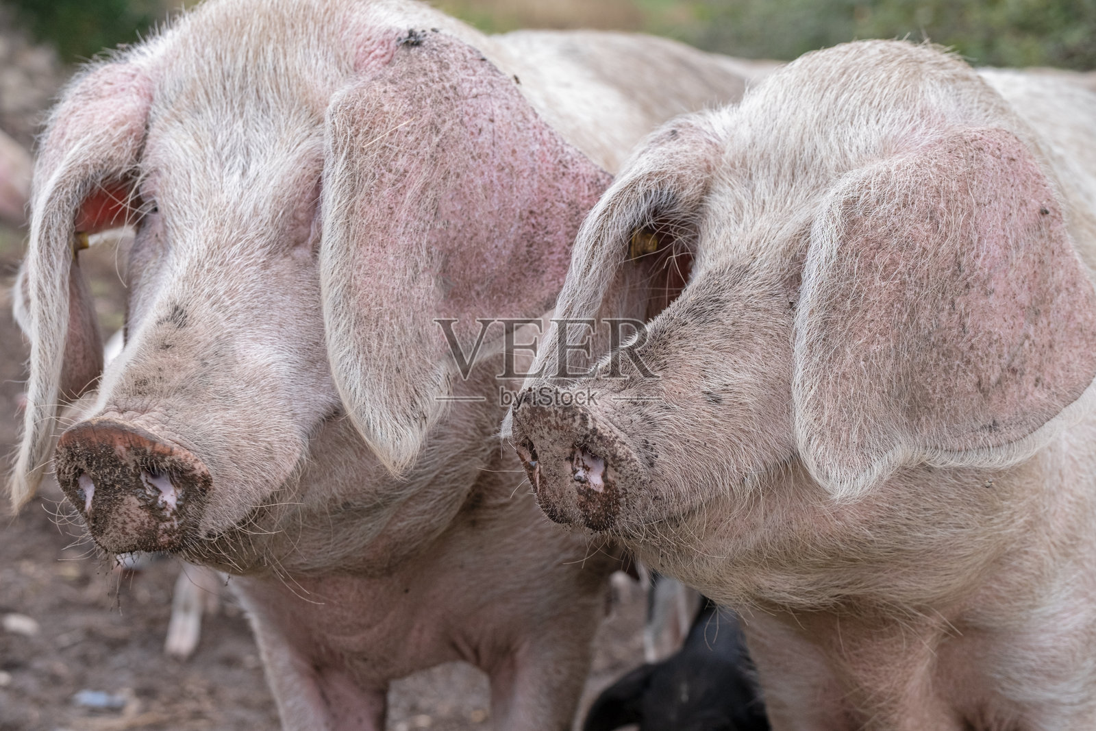 可爱的粉红小猪，耳朵耷拉着，在农场里。照片摄影图片