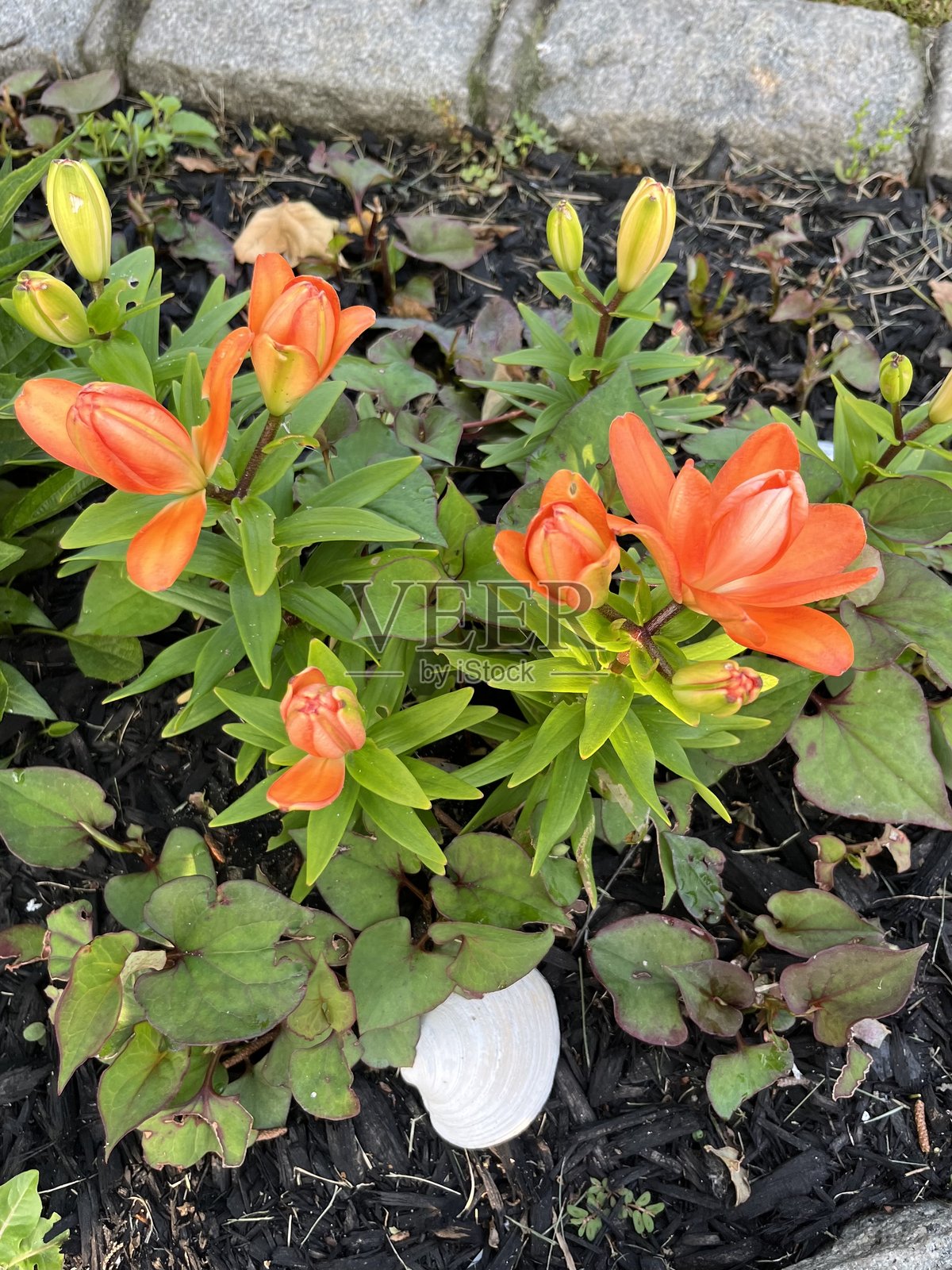 橙色百合照片摄影图片