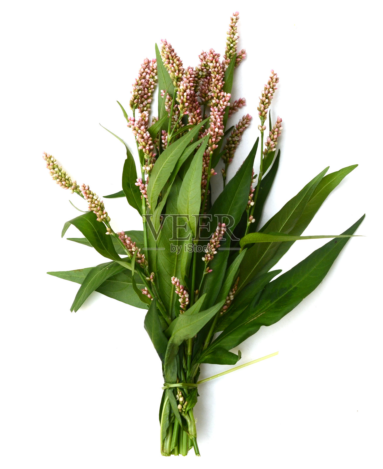 聚花蓼花照片摄影图片