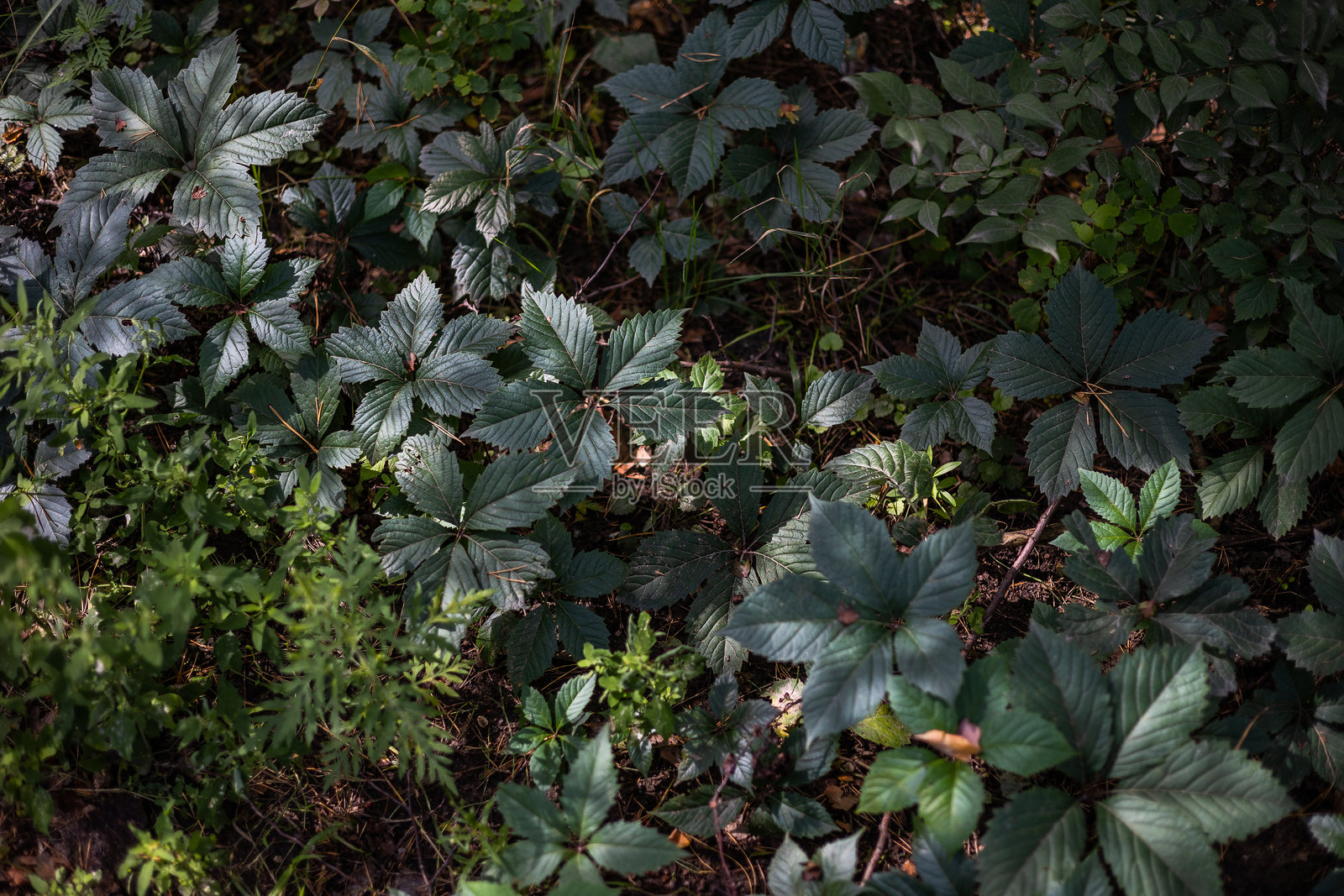 阴暗森林地面上深绿色地被植物（如五叶地锦）的俯视视角。来自密林深处，富有氛围感和神秘感的自然纹理或背景。照片摄影图片