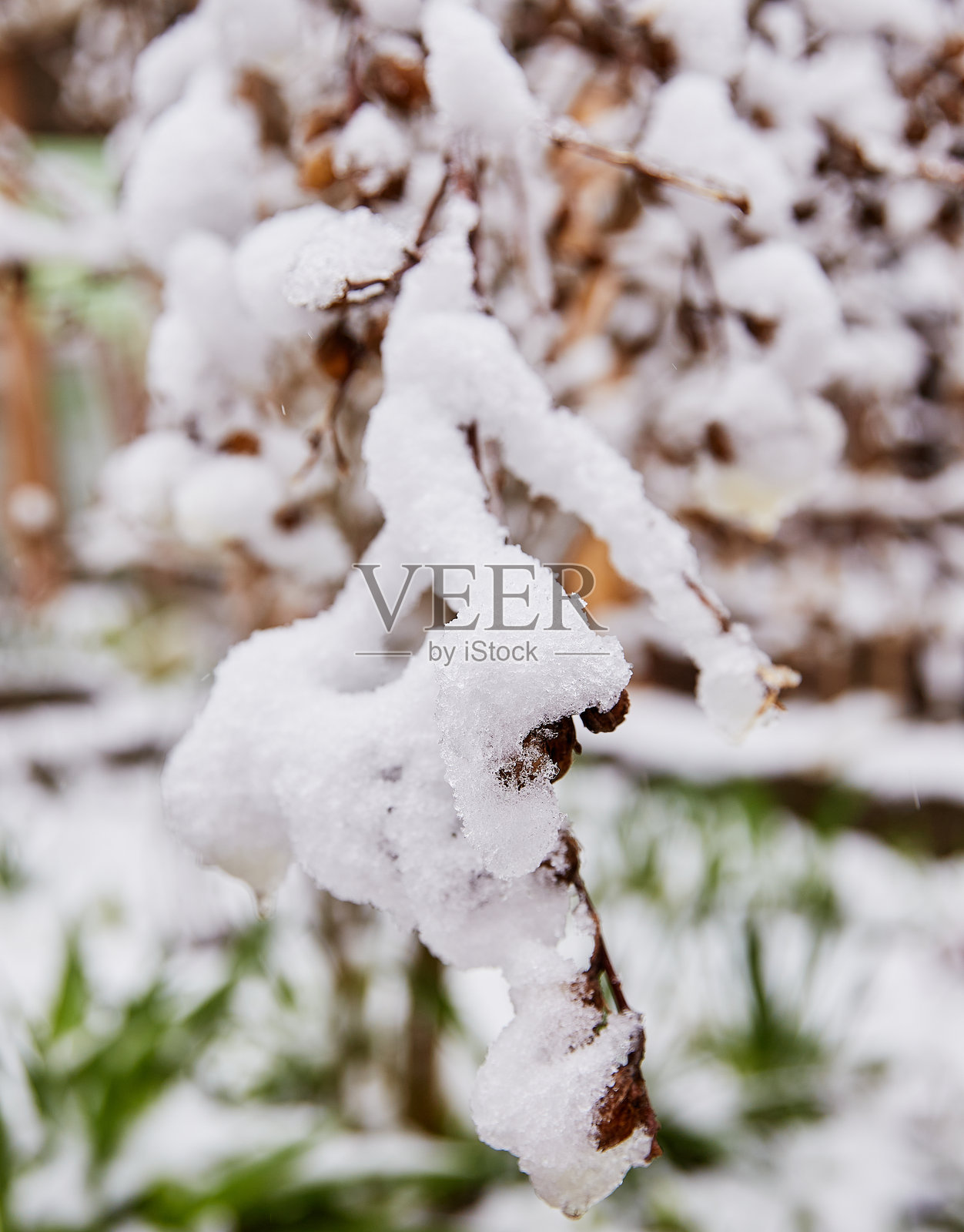 冬日自然背景。薄枝上覆盖着皑皑白雪，形成天然的霜冻图案。照片摄影图片