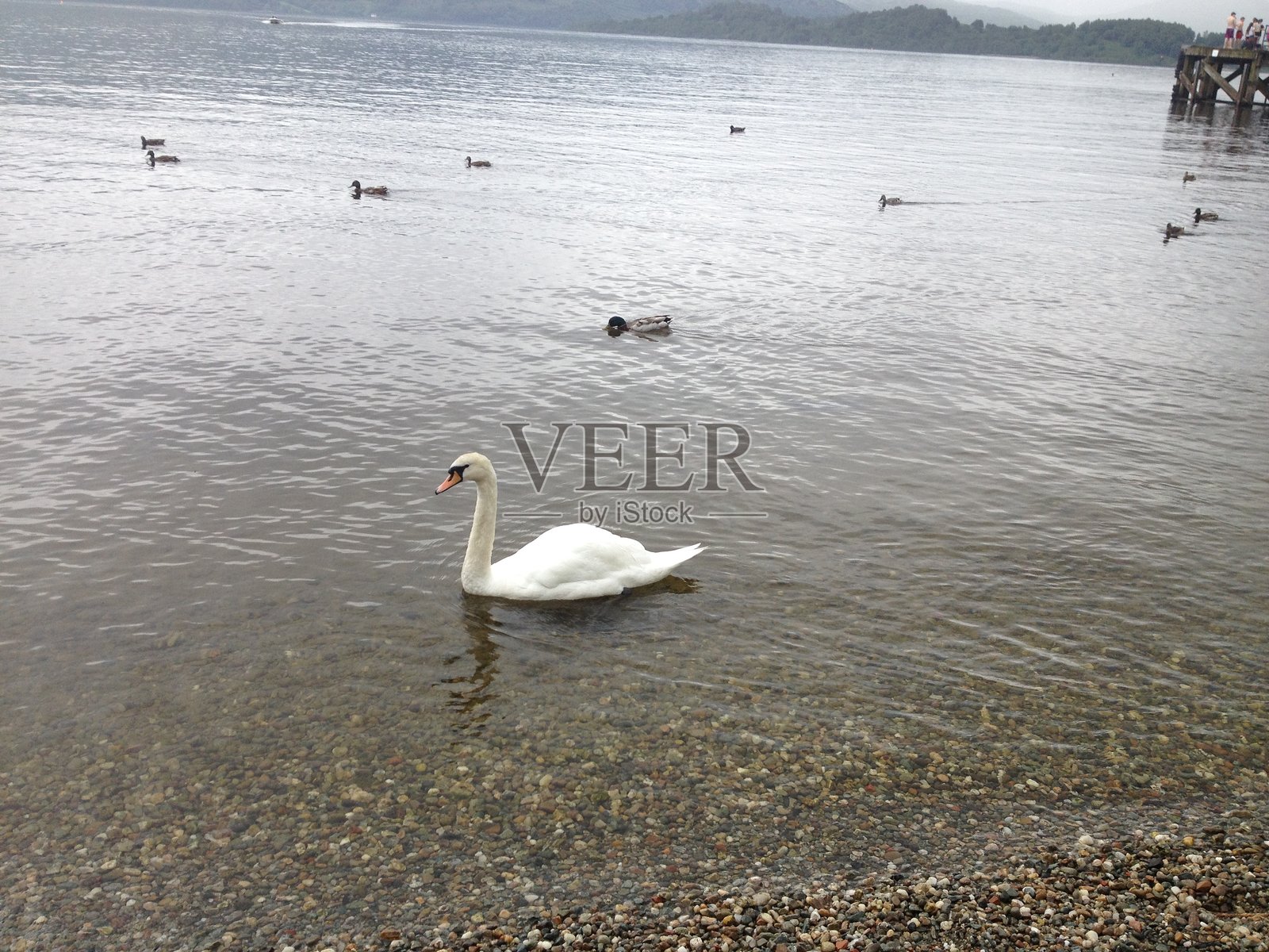 勇敢的天鹅照片摄影图片