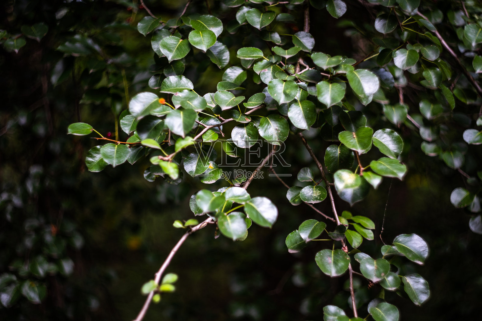 野梨（Pyrus）树光泽、深绿色的叶子特写。美丽的、富有情绪的自然背景，郁郁葱葱的绿叶衬托着黑暗神秘的森林。照片摄影图片