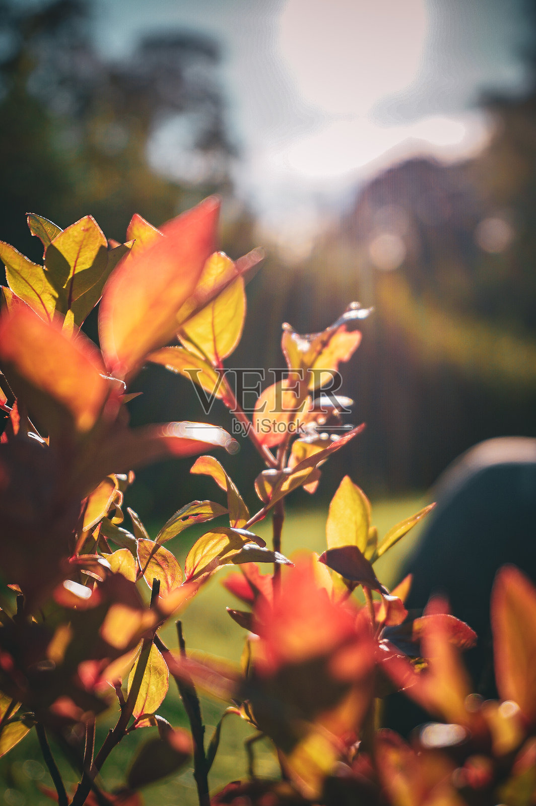 秋叶照片摄影图片