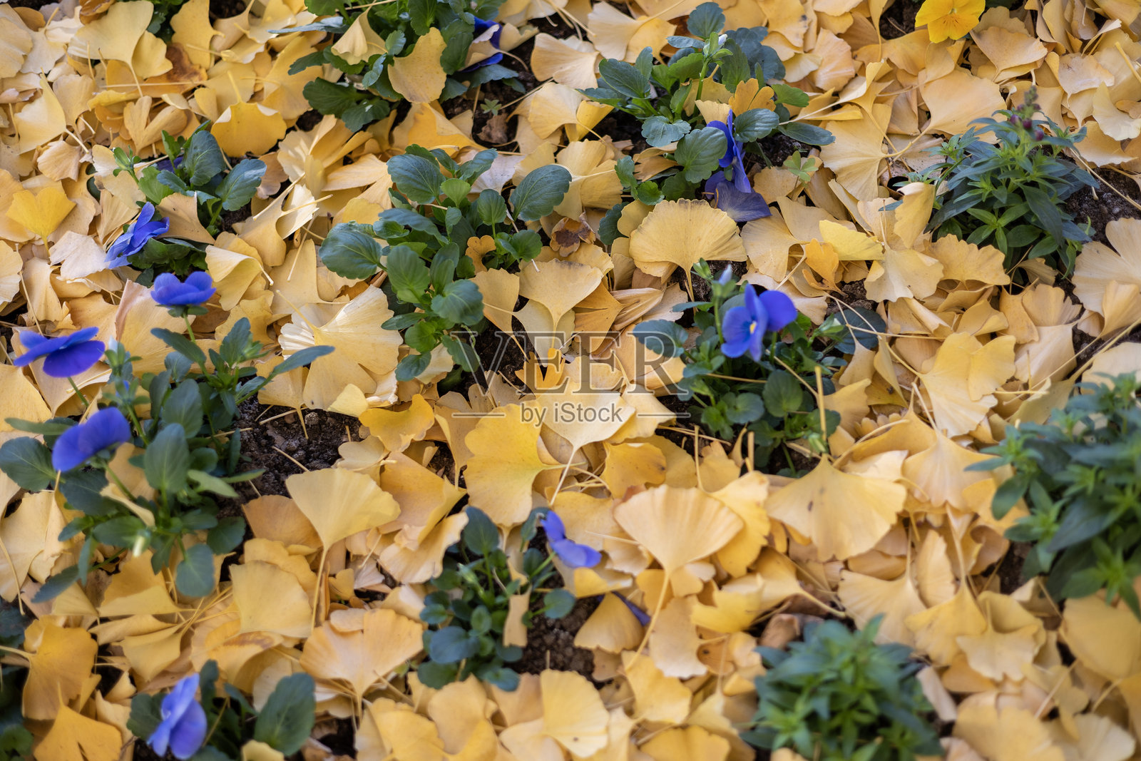 金黄色的银杏叶铺满地面，与顽强钻出的紫色三色堇相映成趣，构成一幅绚丽的秋日背景，展现出自然的丰富纹理。照片摄影图片