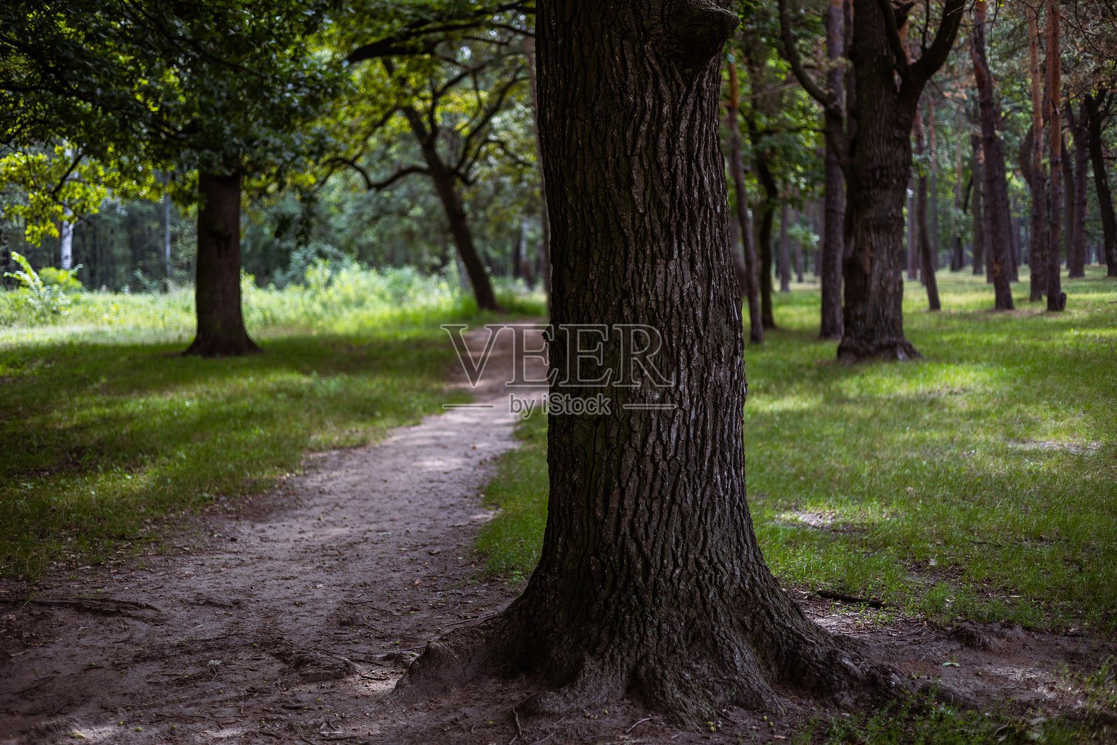 宁静的土路蜿蜒穿过夏日森林或公园里的美丽橡树林。一棵大橡树粗糙的树干矗立在这片风景优美的景色前景中。照片摄影图片