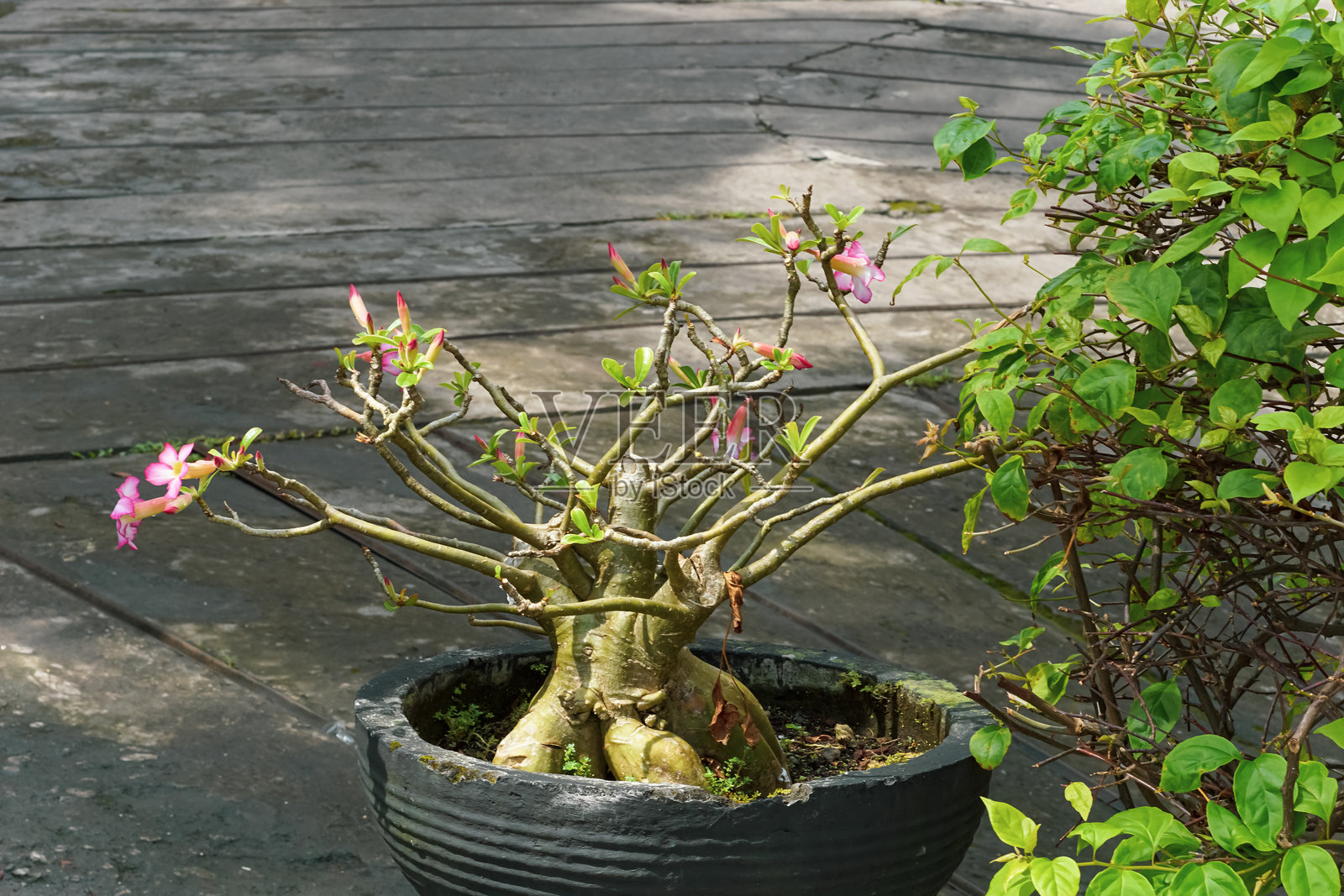 黑盆中的沙漠玫瑰盆景放置在户外的水泥地上。照片摄影图片