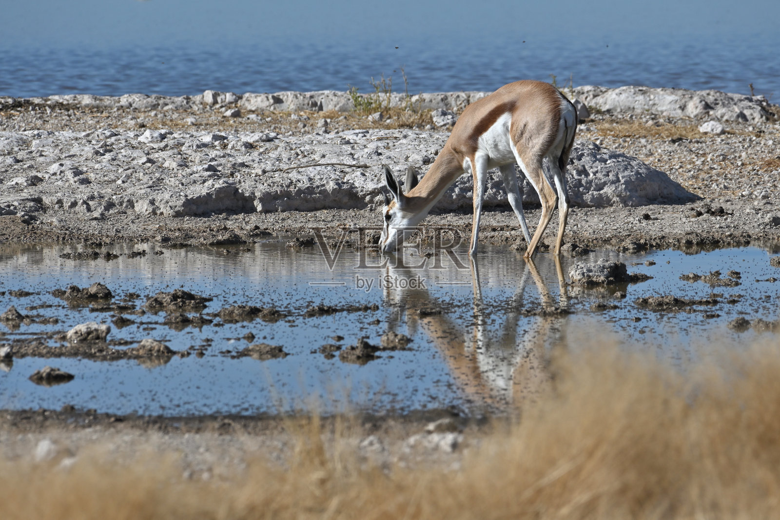 埃托沙国家公园的黑马羚照片摄影图片