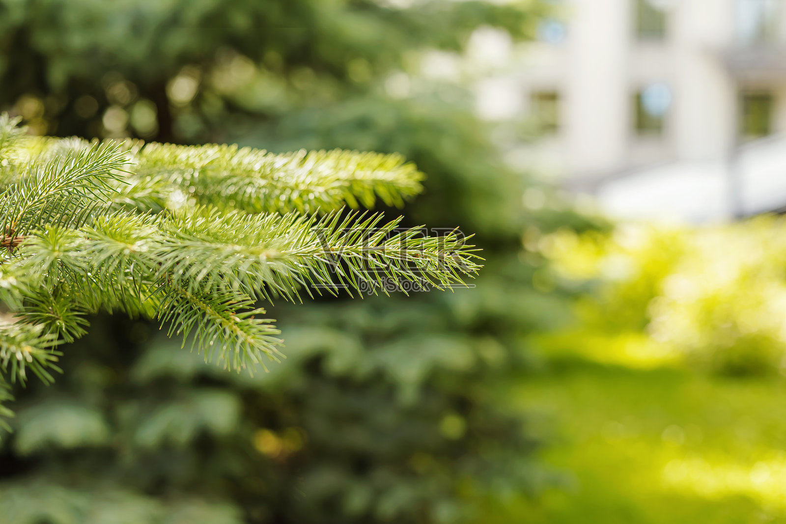 阳光下的云杉枝条特写，带有绿色针叶，自然常绿背景。照片摄影图片