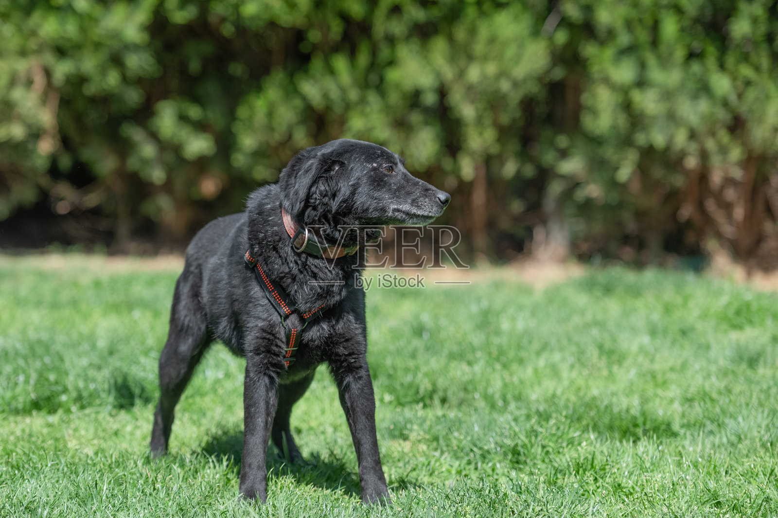 草坪上年轻的黑色获救犬照片摄影图片