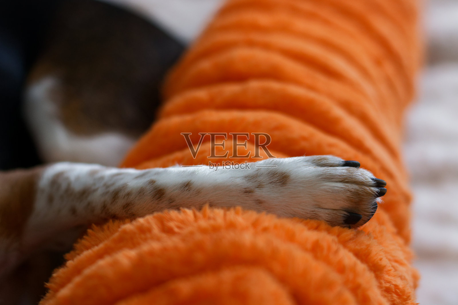 一只狗的爪子放在一个橙色毛绒玩具上照片摄影图片