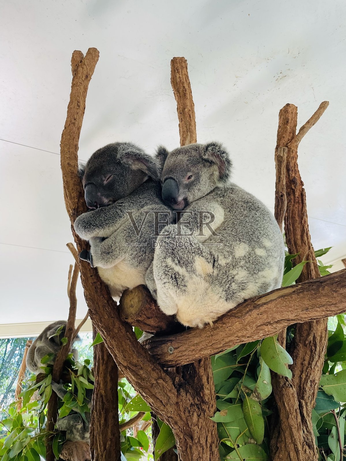 澳大利亚布里斯班的考拉照片摄影图片