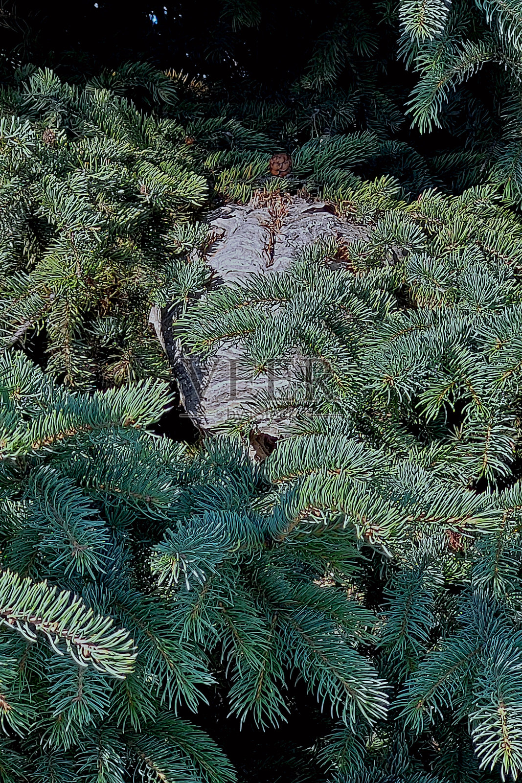 黄蜂巢照片摄影图片