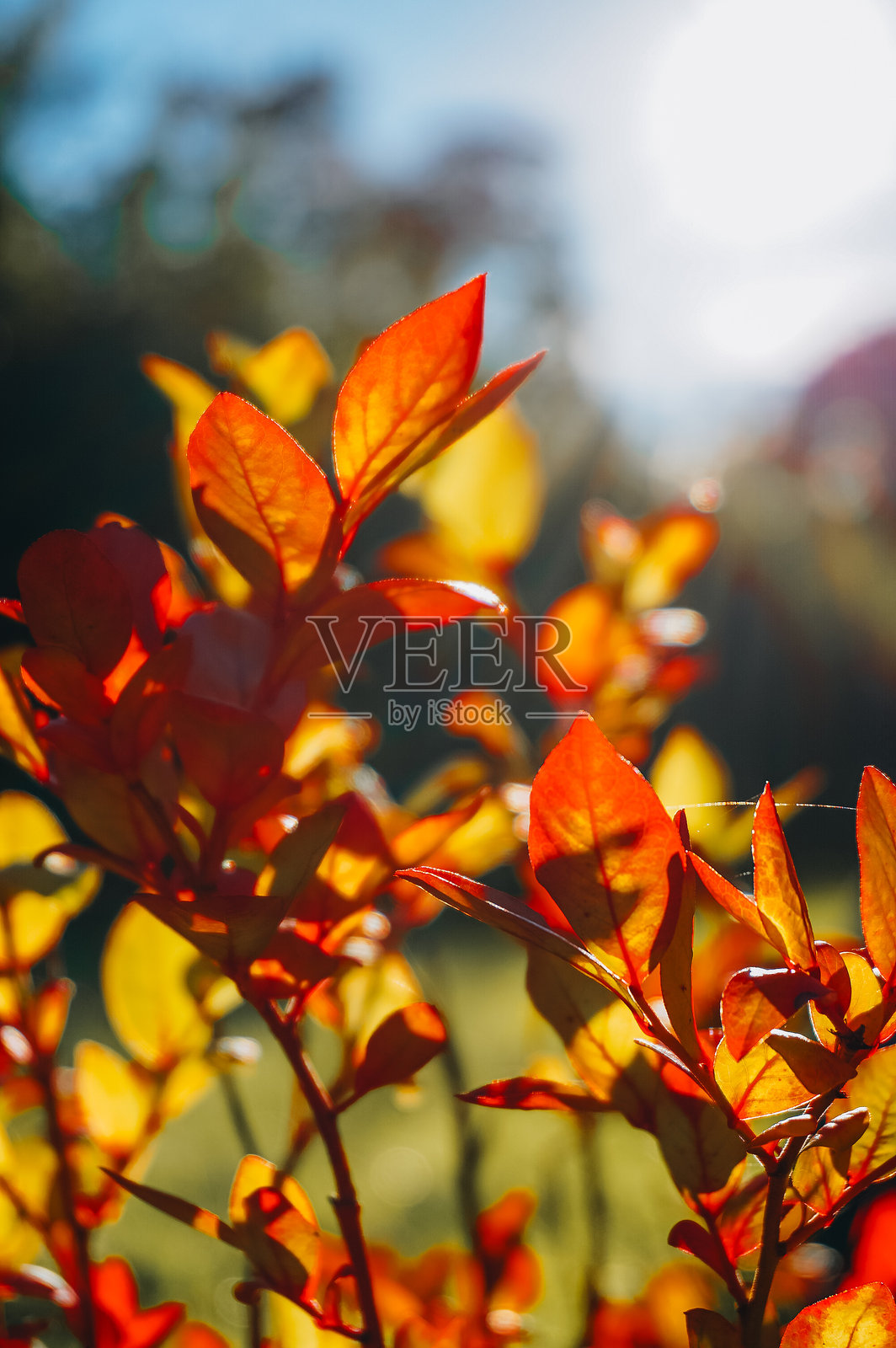 秋天的叶子照片摄影图片