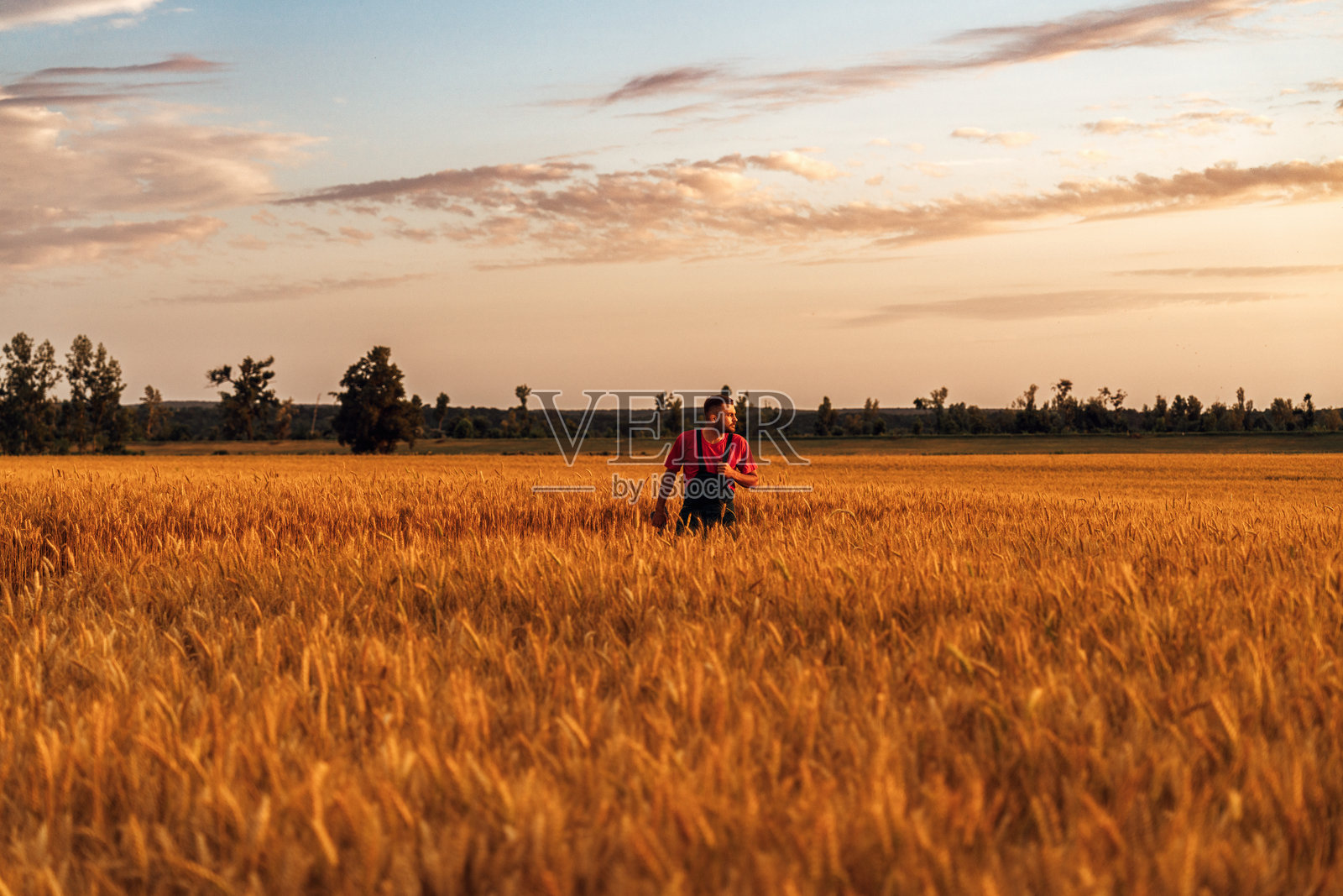 夏日金色时光，夕阳下的金色麦田里的现代农民照片摄影图片