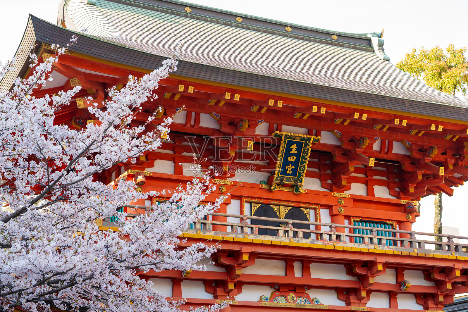春季樱花映衬下的生田神社朱红色楼门。日本兵库县神户市。照片摄影图片