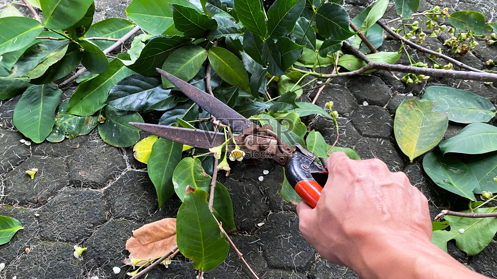 修剪树枝和树叶照片摄影图片