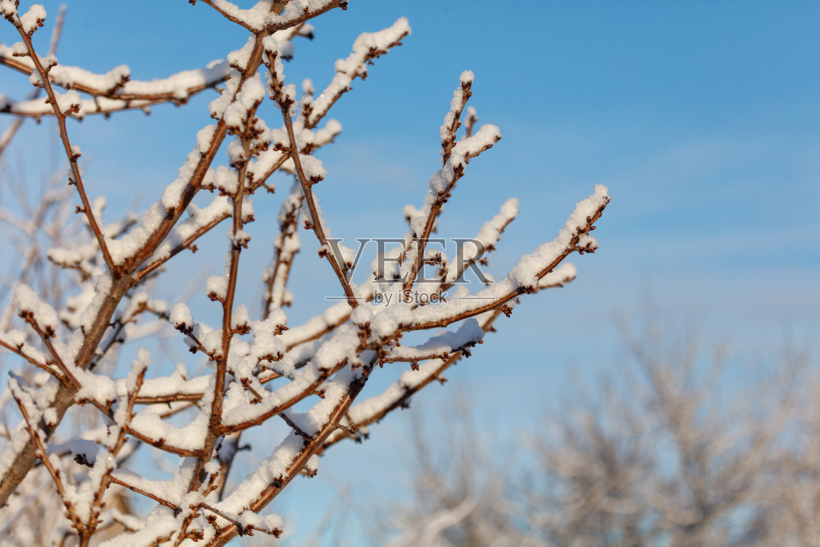 覆盖着雪的树枝照片摄影图片