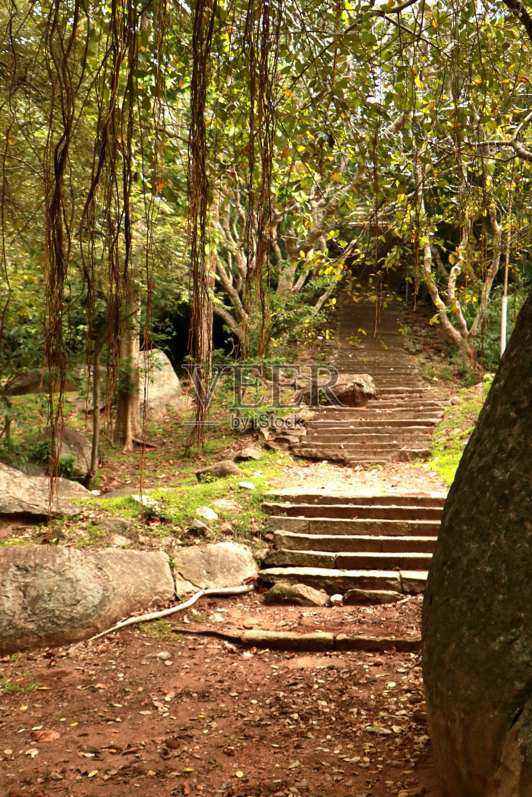 斯里兰卡米欣特莱雨林中的楼梯照片摄影图片