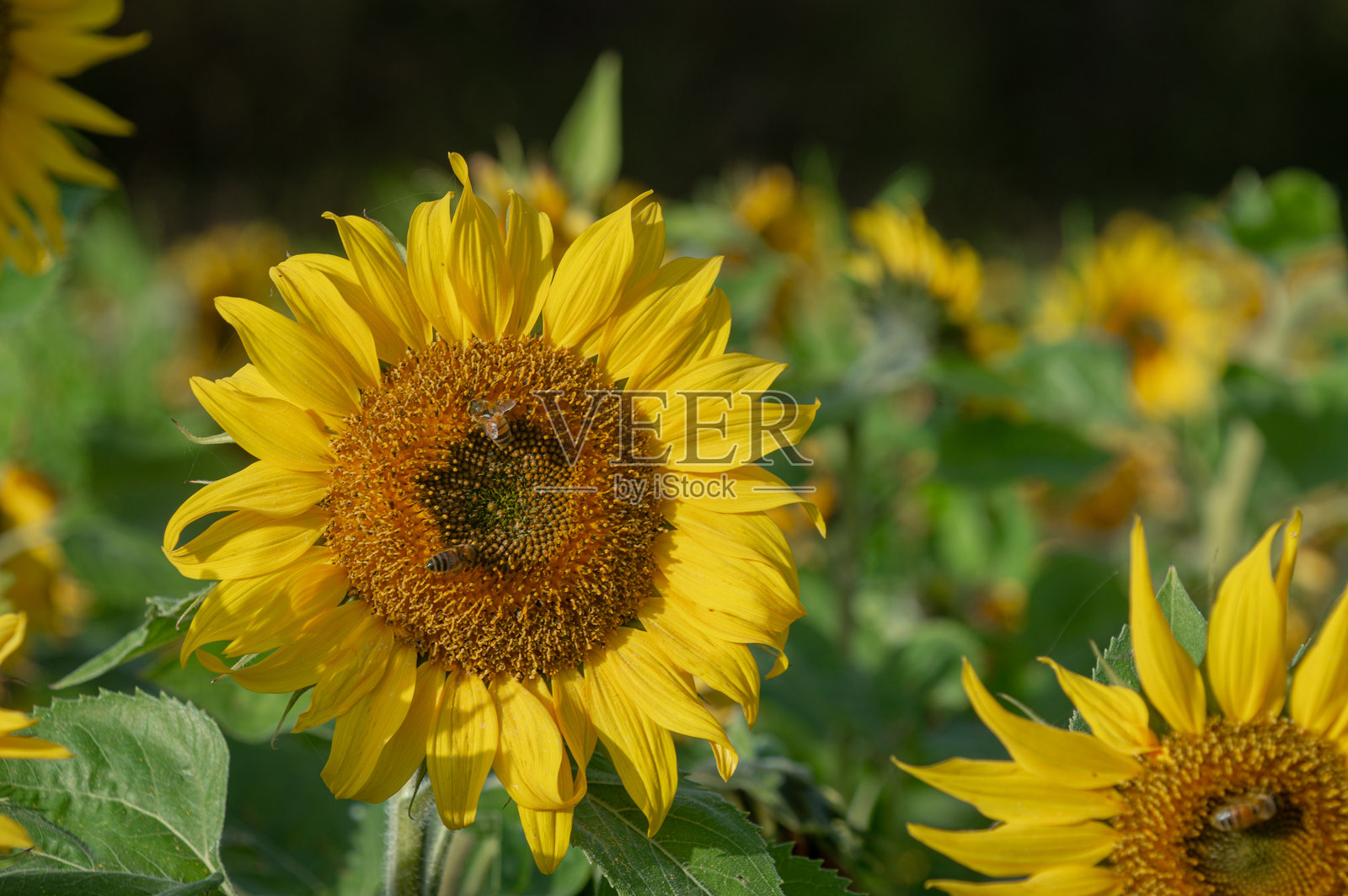 向日葵照片摄影图片